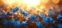 Blue forget-me-not flowers blooming in warm golden sunlight with soft bokeh background creating dreamy spring garden atmosphere for nature photography.