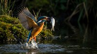 Kingfisher bird catching fish from water with spread wings and splash, wildlife hunting behavior in natural wetland habitat for nature photography and birdwatching.