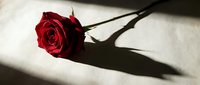 Single red rose with dramatic shadow on white surface creating romantic mood for Valentine's Day, love concepts, greeting cards and relationship themes.