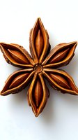 Star anise spice pod isolated on white background showing natural brown color and distinctive eight-pointed star shape for culinary and cooking designs.
