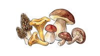 Isolated mushroom varieties including chanterelle, porcini, and button types on white background, ready for culinary design, packaging, and educational materials.