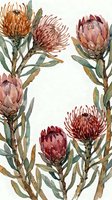 Watercolor protea flowers in warm autumn tones with green foliage on white background for botanical art, wedding invitations and nature designs.
