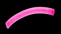 Pink curved foam fishing worm lure isolated on transparent background, ready for fishing gear clipart, stickers, t-shirt design, and print on demand projects.
