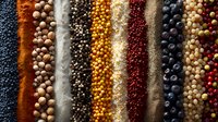 Colorful rows of diverse spices, peppercorns, seeds and berries creating vibrant stripes pattern, macro food photography for culinary and cooking backgrounds.