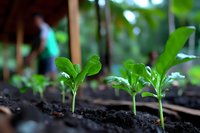 Young green seedlings growing in rich dark soil with water droplets, showing early plant development in a garden nursery environment.
