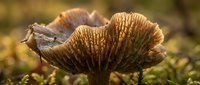 Dried lotus seed pods with intricate natural patterns in warm golden sunlight, showcasing organic textures and botanical details for nature photography projects.