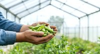 Farmer holding fresh green peas in hands inside greenhouse with vegetable plants growing in background, organic farming and sustainable agriculture concept.