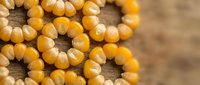 Ripe corn kernels in golden yellow tones clustered on dried cob, suitable for agricultural, food production, and harvest-related projects.