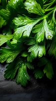 Fresh parsley leaves with water drops on dark background, macro shot showing detailed texture and vibrant green color. Perfect for culinary and food blogs.