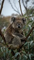 Adorable koala sitting peacefully in eucalyptus tree branches surrounded by green leaves in natural Australian bush habitat for wildlife conservation content.