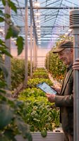 Elderly male farmer in brown cap and jacket using digital tablet to monitor crop growth in modern greenhouse with rows of green plants and natural sunset lighting.