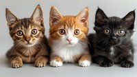 Three adorable kittens in a row - tabby, ginger and white, and black cat with white markings looking at camera with bright eyes against neutral background.