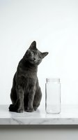 Curious gray cat sitting next to empty glass jar on white surface against clean background for pet care and storage concepts.