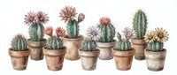 Watercolor cacti collection in terracotta pots with blooming flowers, perfect for botanical prints, home decor, and gardening designs on white background.