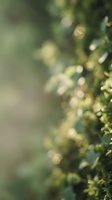 Abstract green nature bokeh background with soft blurred foliage and warm sunlight creating dreamy atmospheric effect for organic design projects.