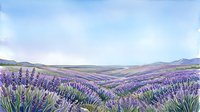 Expansive lavender field in full bloom stretches across rolling hills under soft blue sky, ideal for travel and nature backgrounds.