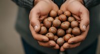 Hands holding handful of roasted hazelnuts or macadamia nuts, close-up view. Suitable for food, nutrition, healthy eating, and organic product marketing.