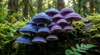 Purple mushrooms growing in clusters on forest floor surrounded by green moss and ferns in natural woodland habitat for nature photography projects.