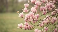 Delicate pink magnolia blossoms bloom on branches against a soft, blurred green garden background, capturing the essence of spring renewal and natural floral beauty.