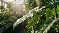 Chameleon resting on branch with green foliage in greenhouse environment, reptile wildlife photography for nature and animal design projects.