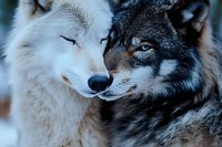 Close-up portrait of two wolves, black and white, showing tender moment with noses touching. Detailed view captures wild animal behavior and natural connection.