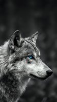 Majestic gray wolf portrait with striking blue eyes in monochrome, wild predator gazing into distance, powerful and mysterious nature wildlife.