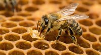 Honeybee worker collecting nectar on golden hexagonal honeycomb structure in beehive for natural honey production and pollination process.