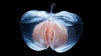 Translucent apple with visible internal structure glowing against dark background, artistic x-ray style visualization showing anatomical details in pink and blue tones.