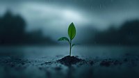 Young green sprout growing from soil during rain against dark moody sky background, symbolizing hope, new beginnings and environmental sustainability.