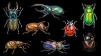 Colorful beetle collection isolated on transparent background, featuring stag, rhino, ladybug, scarab and jewel beetles, great for clipart, stickers, t-shirt design, print on demand.