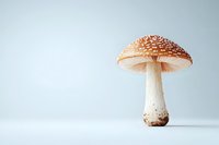 Red and white spotted amanita muscaria mushroom on light background, studio shot with minimalist composition and soft lighting for nature and food concepts.