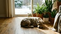 Tabby cat sleeping peacefully on wooden floor in sunny living room with houseplants and natural light streaming through window.