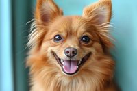Happy Pomeranian dog with bright blue eyes and red-orange fluffy fur smiling at camera against turquoise background, showing friendly expression and pink tongue.