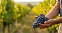 Farmer holding fresh dark grapes in vineyard during harvest season. Male hand displaying ripe fruit for wine production and agriculture.