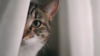 Curious tabby cat peeking from behind white curtain, showing half face with alert green eye, capturing feline curiosity and playful hiding behavior.