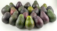 Fresh ripe avocados arranged in group showing natural variety of colors from dark purple to green, with textured skin on white background for food photography.