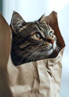 Curious tabby cat with bright amber eyes peeks through torn brown paper bag, creating playful and mysterious mood for pet-themed designs and advertising.