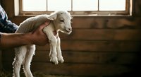 Young white goat held in farmer's hands inside rustic barn with wooden walls and windows, depicting livestock care and agricultural farming practices.