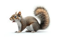 Gray squirrel with fluffy tail and white belly isolated on pure white background, side view of wild animal showing tongue in playful expression.