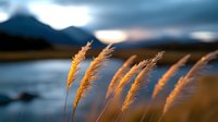 Golden reed grass swaying in warm sunset light near mountain lake with dramatic sky creating peaceful natural landscape scene for relaxation and meditation themes.