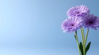 Purple gerbera daisies with long green stems against light blue background, soft focus floral composition for greeting cards and romantic designs.