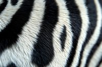 Close-up of zebra fur showing distinctive black and white stripe pattern with natural texture detail for wildlife and nature design projects.