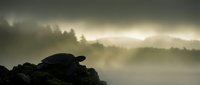 Silhouette of a turtle resting on a rock overlooking a misty forest landscape with dramatic cloudy sky and golden light breaking through fog.