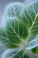 Extreme close-up of green leaf with intricate white vein pattern, showcasing natural texture and botanical detail for wellness and environmental concepts.