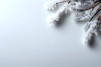 Frost covered pine tree branches against light gray background with copy space, creating minimalist winter scene for seasonal designs and holiday cards.