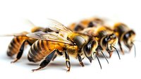 Macro shot of honey bees in row showing detailed anatomy and wing structure on white background, isolated close up view for nature and biology educational materials.