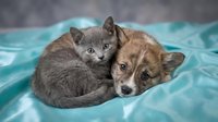 Gray kitten and brown dog puppy resting together on turquoise blanket, showing friendship and companionship between different pets indoors.