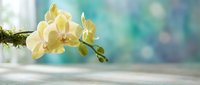 Yellow orchid flowers blooming on branch with soft bokeh background creating peaceful spa atmosphere for wellness and relaxation concepts.