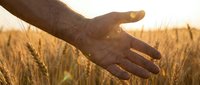 Hand gently touching golden wheat ears in field during sunset, symbolizing agriculture, farming, harvest season, and connection with nature.