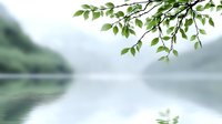 Fresh green leaves hanging over tranquil misty lake surface with reflection, creating serene natural atmosphere. Minimalist spring or summer landscape.